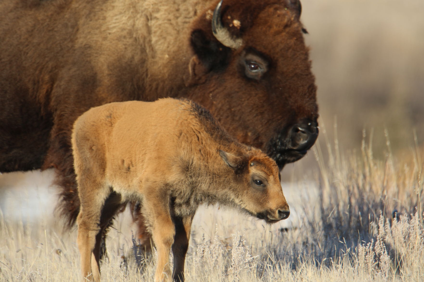 Bison Calf & Mom